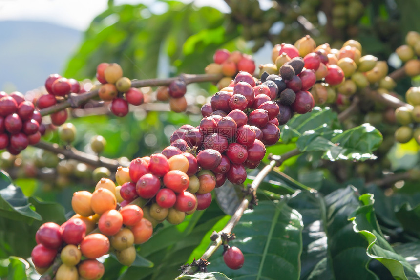 树上成熟的咖啡豆图片