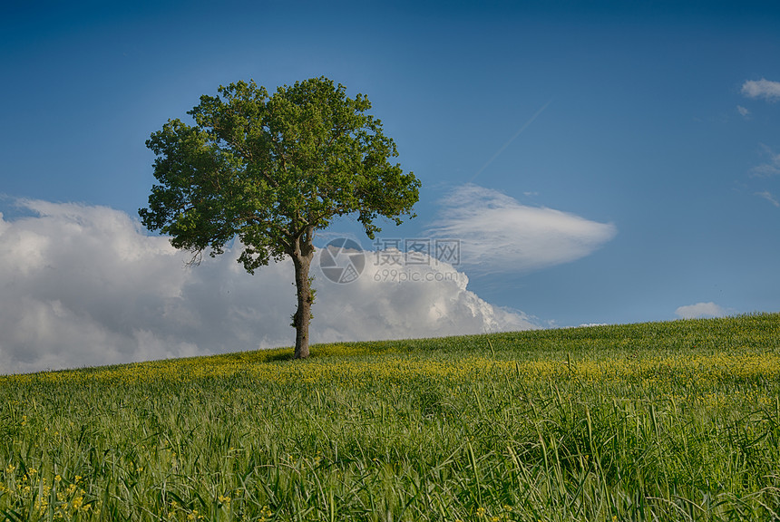 在一片绿地上的一棵独树蓝天空和图片