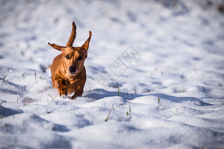 狗在雪地里冬时图片