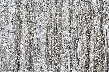 雪覆盖的花朵树背景使得一个有趣的自然图片