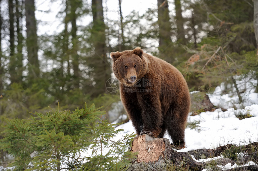 熊在冬天森林里图片