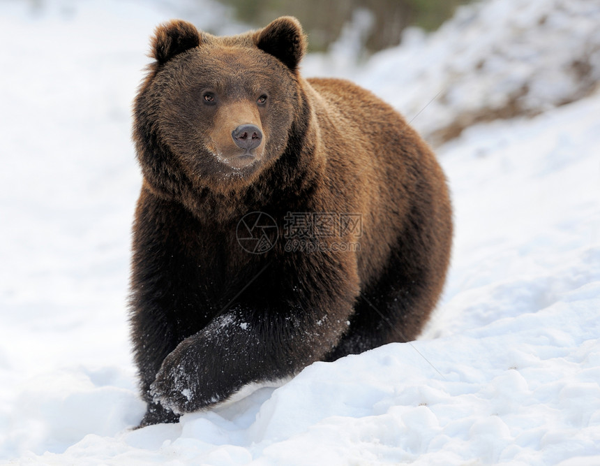 熊在冬天森林里图片