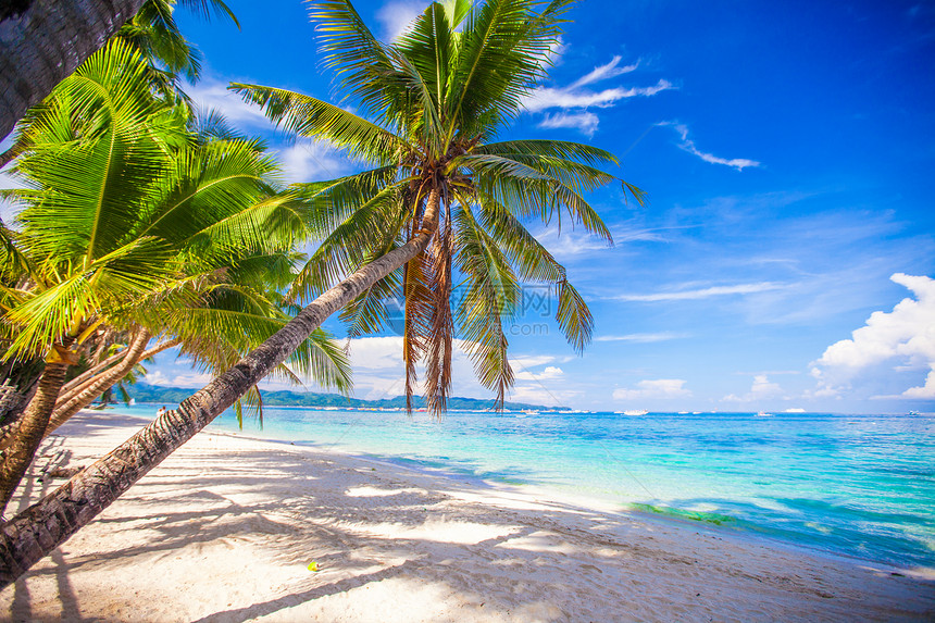 白色沙滩上的椰子树图片