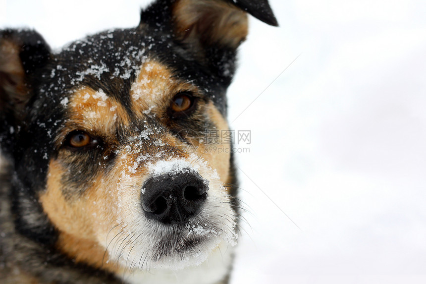 一张可爱的德国牧羊犬混合品种狗的头和肩膀肖像图片