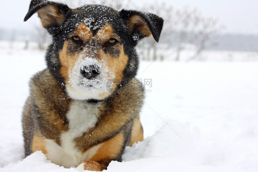一张可爱的德国牧羊犬混合品种狗的肖像图片