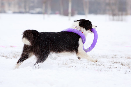 狗冬季活动图片