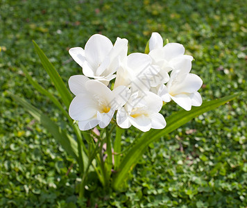 花园里美丽的白色小苍兰图片