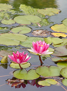 湖中紫莲花背景图片
