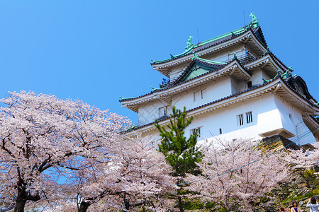 樱花和歌山城图片