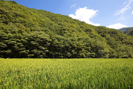 绿地水稻田图片