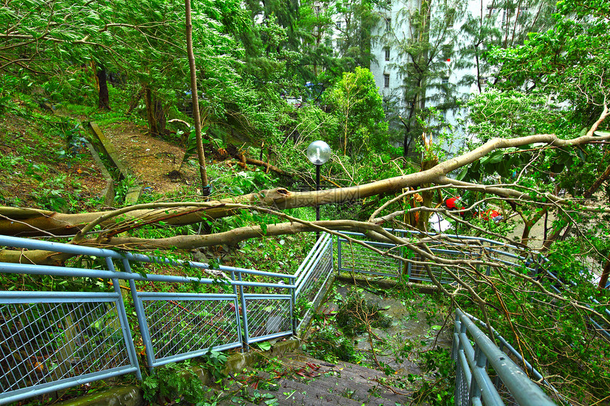 台风过后树木倒塌图片