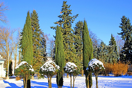 冬天的Arborvitae和图片