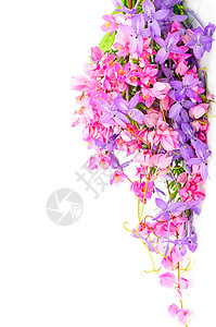 夏花背景粉色和紫色花朵的多彩开花图片