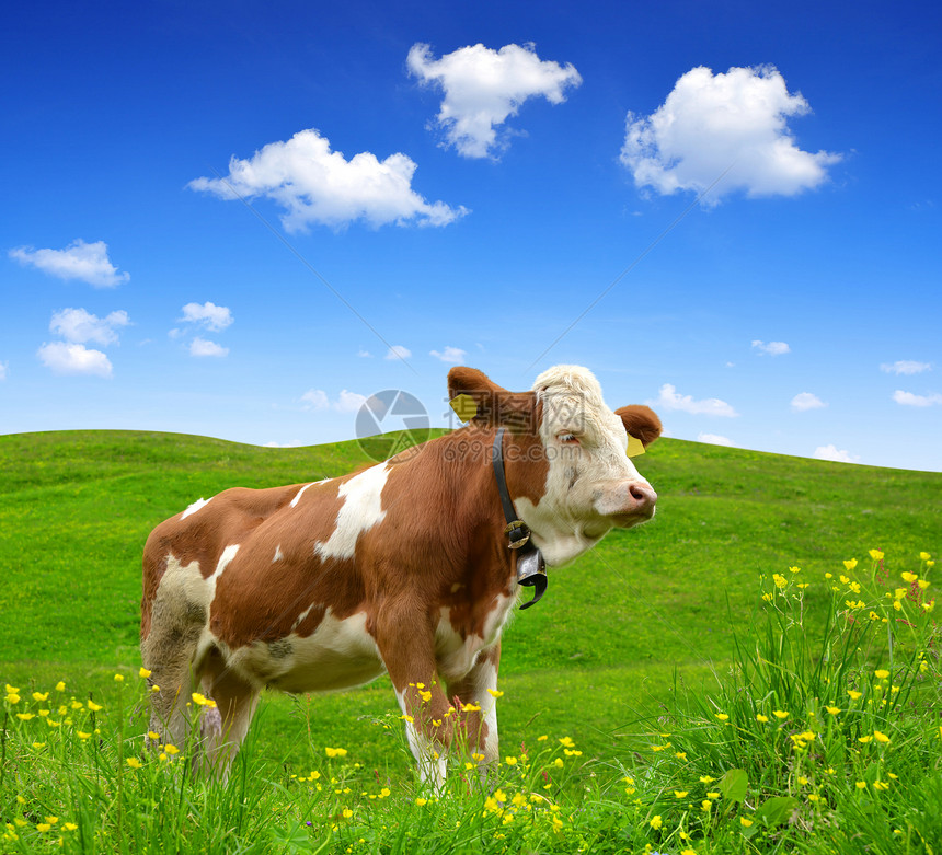春天草甸上的牛图片
