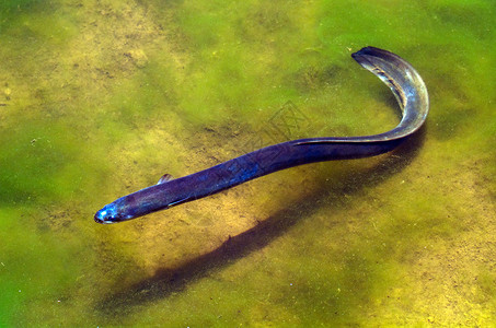 一条鳗鱼在新西兰的淡水中游泳图片