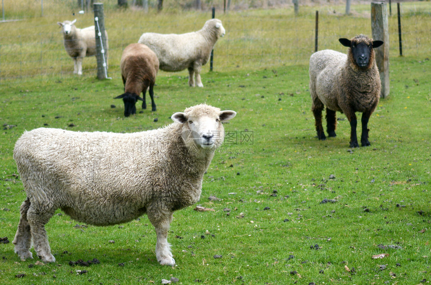 在新西兰南部岛屿的一个牧羊站里有一图片
