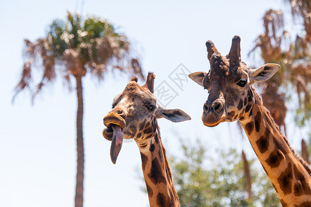 炎夏日一对长颈鹿玩耍背景图片