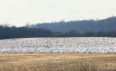 一只鸟飞过休息的雪雁群图片