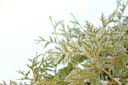 环球树的叶子被覆盖在一层雪和冰中图片