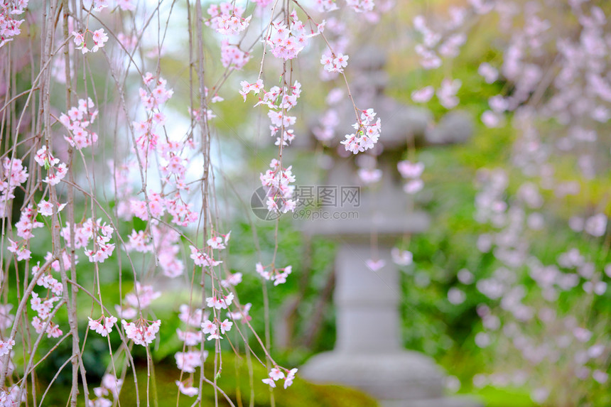 哭泣的樱花园景图片