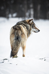 野狼在寒冷的挪图片