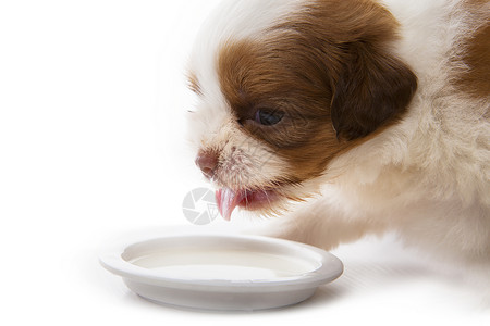 特写脸西施幼犬在白色背景的食物盘中吃牛奶背景图片