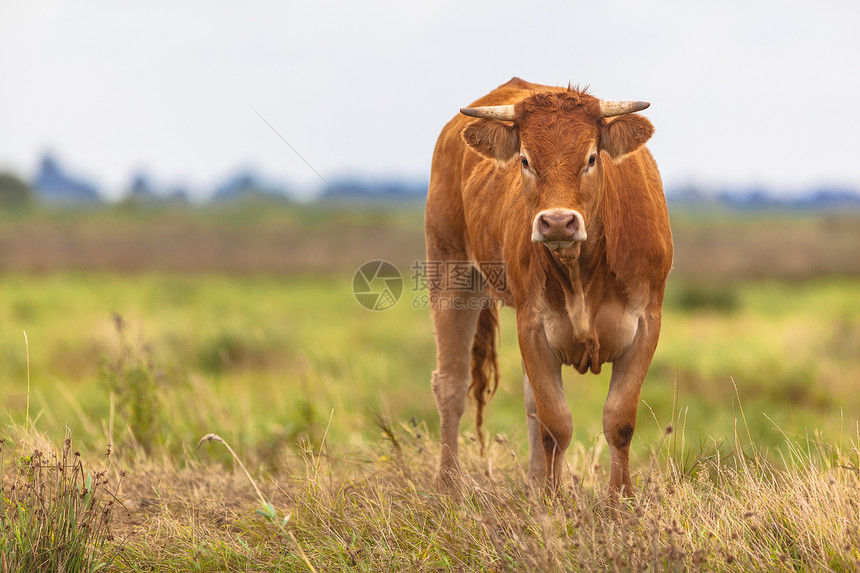野生草地上的牛肖像为有机肉而种植图片