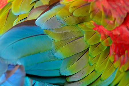 绿翅金刚鹦鹉羽毛的美丽背景图片