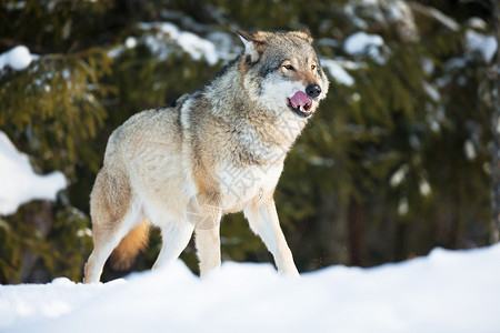 野狼在挪威冬季森林里图片