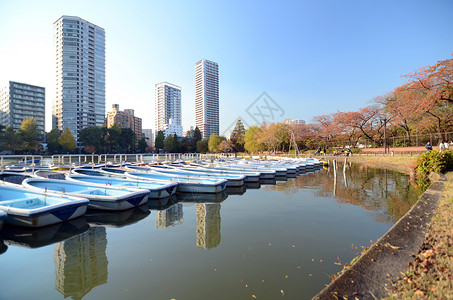 日本东京上野公园的湖背景