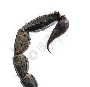 近距离的蝎子尾巴在白色图片