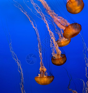 蓝色背景的多彩水母群海燕Jell图片