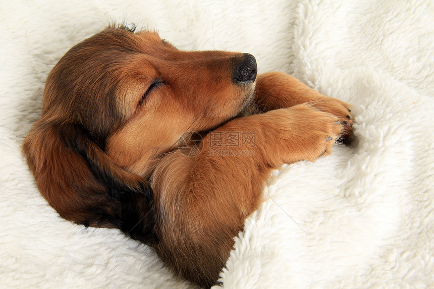 Longhairdachshund小狗图片