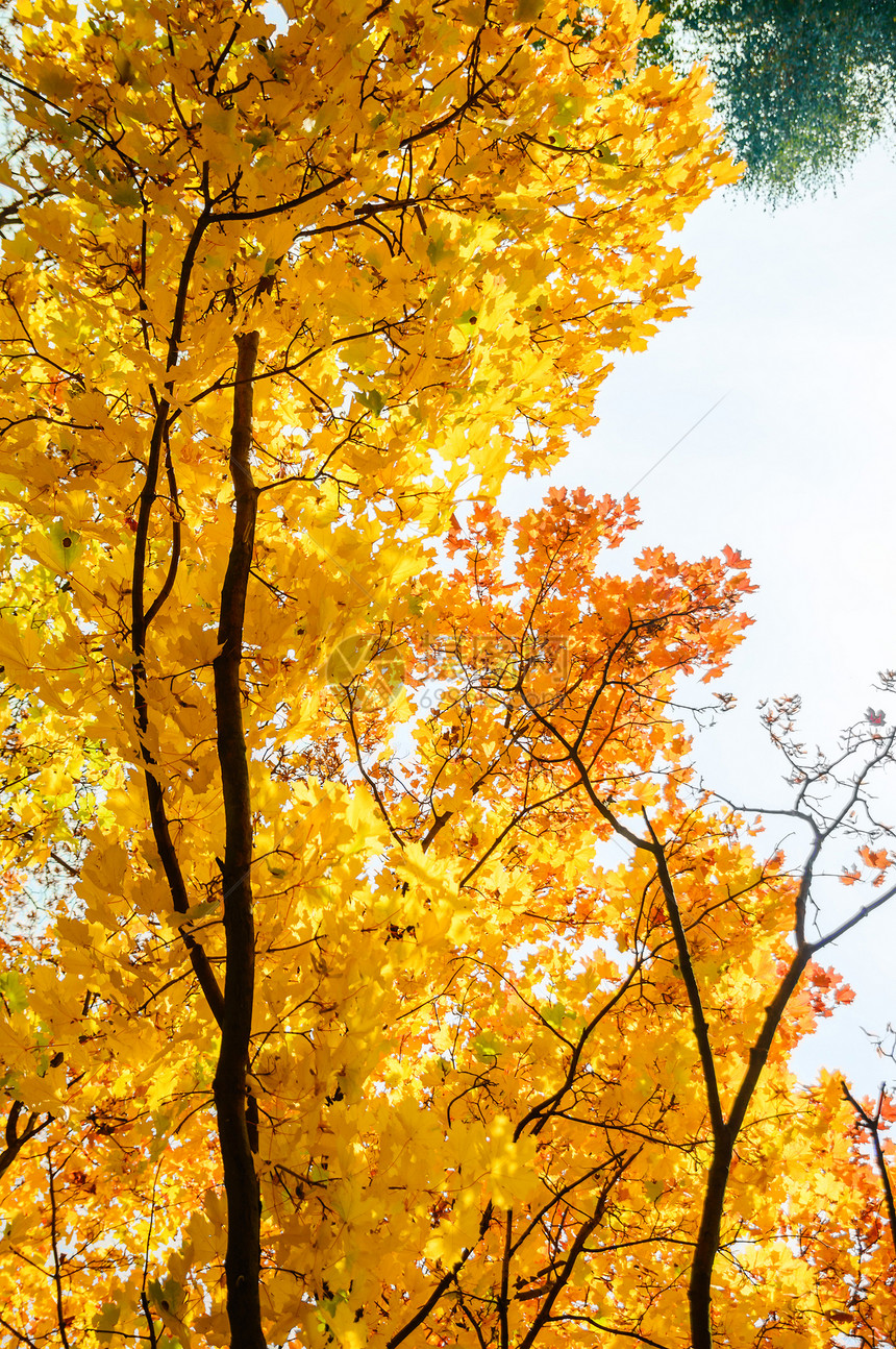 秋天的背景与彩色的树叶图片