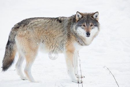 野狼在挪威冬季森林里图片