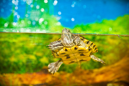 在水族馆的水中游泳水里有乌龟图片