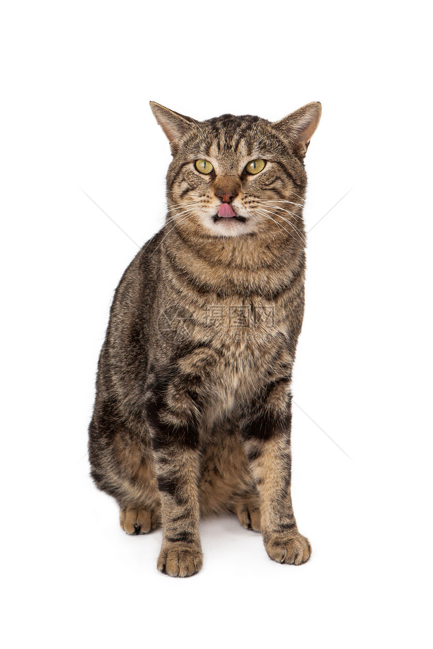 一只成年小猫坐着舔嘴唇图片