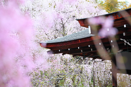 日本寺庙满图片