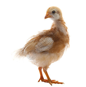 超级生气小鸡棕色羽毛幼鸡的特写背景