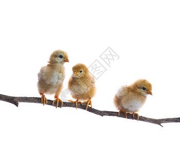 在干树枝上新出生的三只小鸡隔离了白种本底用于农畜主题和年轻宠图片