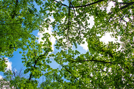 春天树木映衬天空的风景图片