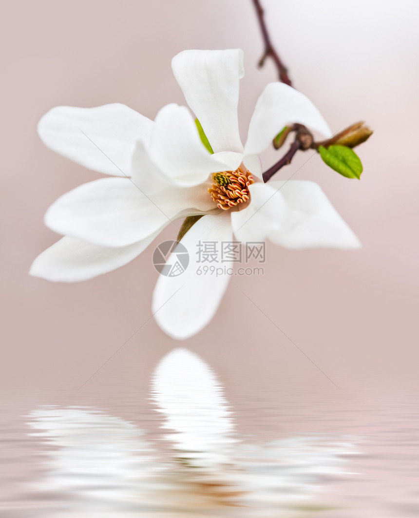Magnoliakobus用白花图片