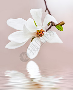 Magnoliakobus用白花图片