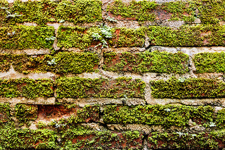 带苔藓的旧墙砖特写背景图片