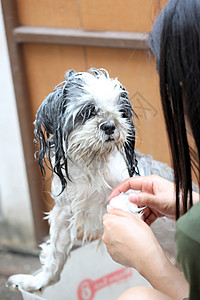 狗用肥皂和水洗澡图片