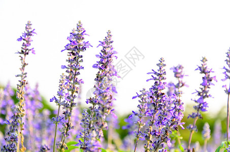 它是一种草本植物有芳香的紫色花朵图片