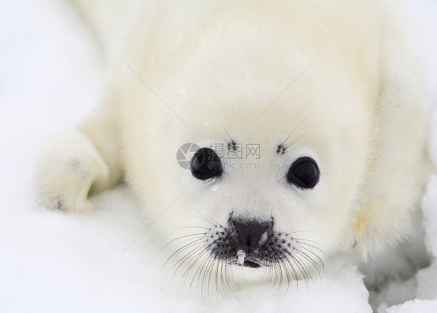 白海冰面上的竖琴海豹宝幼崽图片