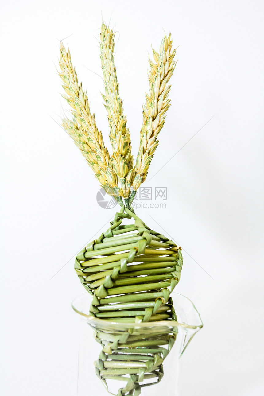 小麦编织传统上是在收割时通过以复杂模式交织的小麦图片