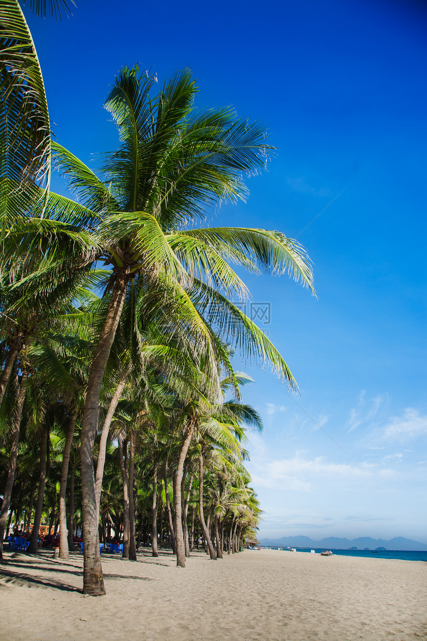 沙滩上的棕榈树图片