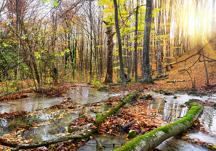 秋天森林里的小瀑布山河图片